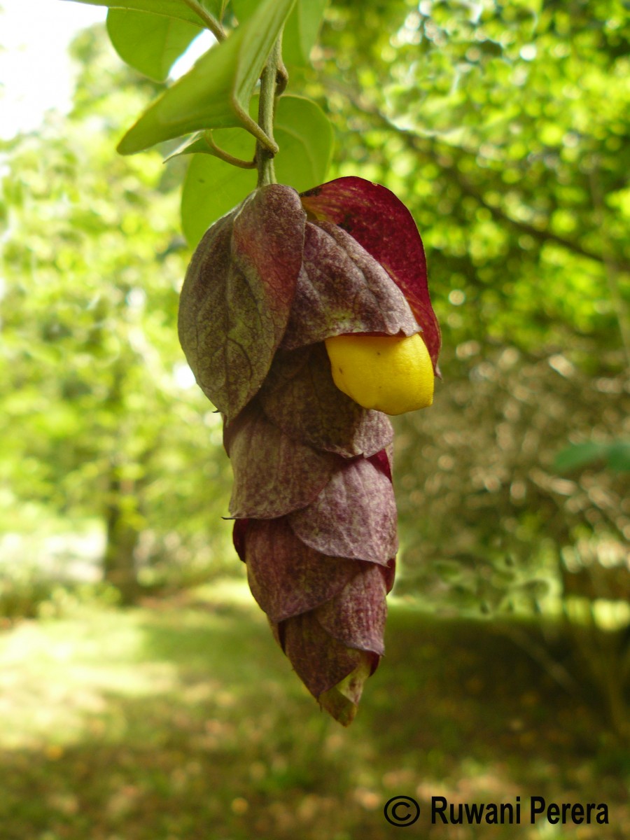 Gmelina philippensis Cham.